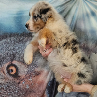 Australian shepherd blue merle