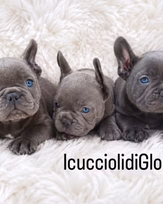 Meravigliosi bulldog francesi blue occhi azzurri
