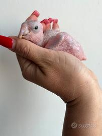 Caicco testa gialla cacatua roseicapilla