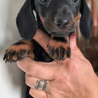 Cuccioli di bassotto puri