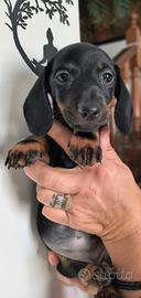 Cuccioli di bassotto puri