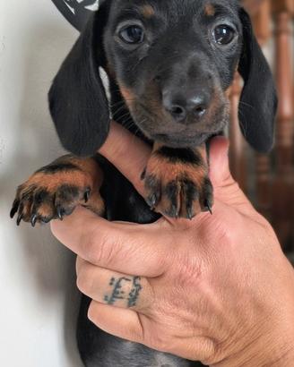 Cuccioli di bassotto puri