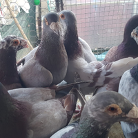 Colombi viaggiatori da esposizione