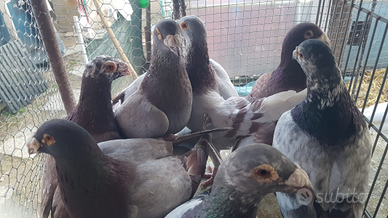 Colombi viaggiatori da esposizione