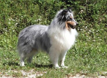 Pastore dello shetland piccolo lassie in miniatura