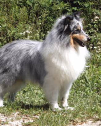 Pastore dello shetland piccolo lassie in miniatura