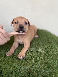 Cuccioli di pitbull con pedegree