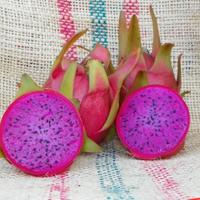 pianta Pitaya dragon fruit "Halley Comet"