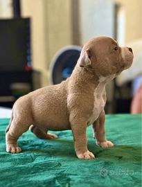 American bully