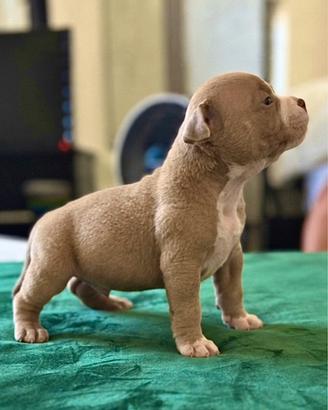 American bully
