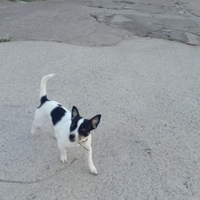 Disponibile per accoppiamento