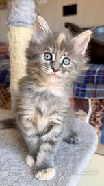 Cuccioli maine coon pedigree