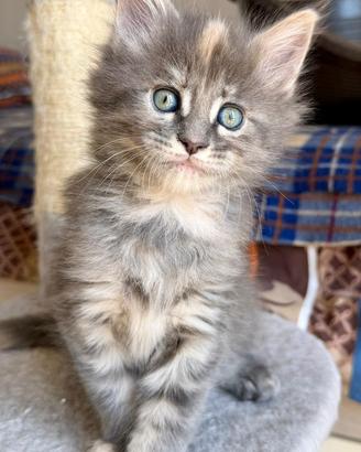 Cuccioli maine coon pedigree