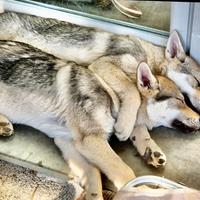 Cane lupo cecoslovacco