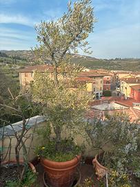 Ulivo antico con grande vaso terracotta