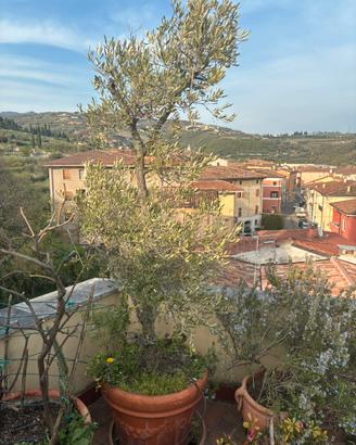 Ulivo antico con grande vaso terracotta