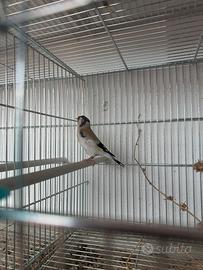 Cardellina Agata mayor 2025