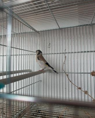 Cardellina Agata mayor 2025