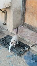 Gattino Siamese