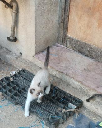 Gattino Siamese