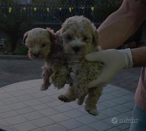 Barboncino Maltipoo toy