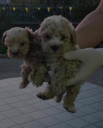 Barboncino Maltipoo toy
