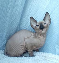 Gattini don sphynx vari colori