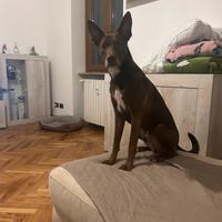 Cane incrocio tra pitbull e pastore biellese