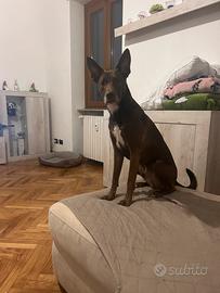 Cane incrocio tra pitbull e pastore biellese