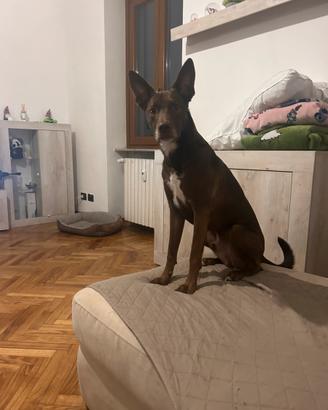 Cane incrocio tra pitbull e pastore biellese