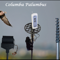 caccia colombaccio aste rullo ribaltina stantuffo