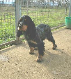 cocker spaniel femmina 