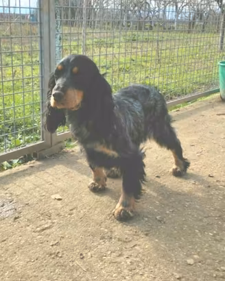 cocker spaniel femmina 