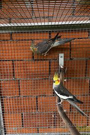 Calopsiti e parrocchetti