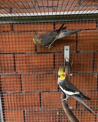 Calopsiti e parrocchetti