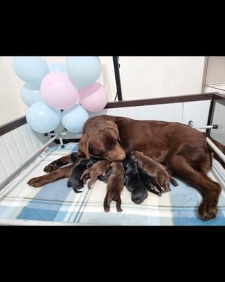 Maschietti di labrador Choco e nero