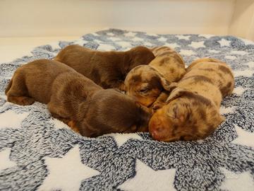 cuccioli di bassotto con pedigree ENCI 