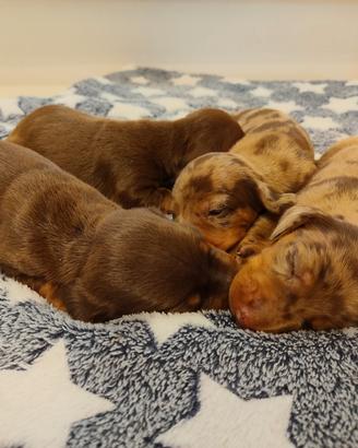cuccioli di bassotto con pedigree ENCI 