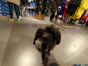 Multipoo toy nano nero