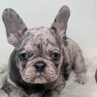 BULLDOG FRANCESE OCCHI Azzurri PROMO