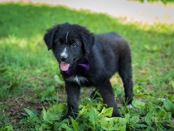 Cuccioli Golden retriever/Labrador