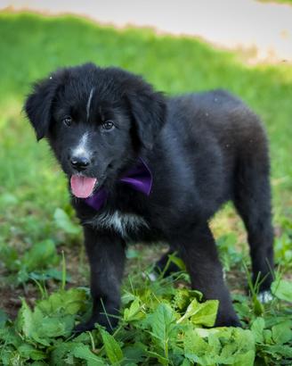 Cuccioli Golden retriever/Labrador