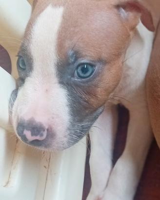 American Pitbull terrier standart UKC