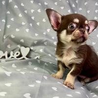 Chihuahua femmina pelo corto piccolissima