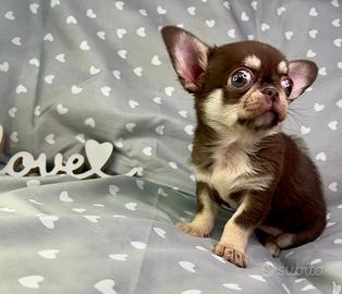 Chihuahua femmina pelo corto piccolissima