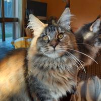 Maine Coon