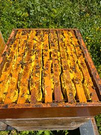 Api famiglie e sciami