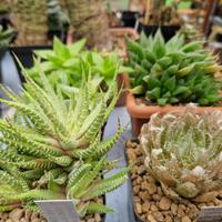 Collezione succulente genere Haworthia