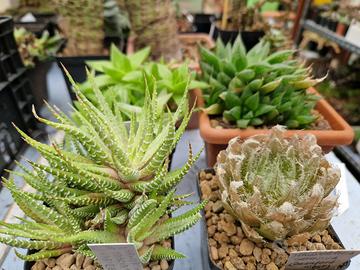 Collezione succulente genere Haworthia