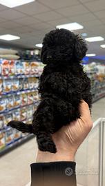 Barboncino mini toy femmina